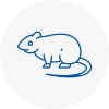Rat Control Kington