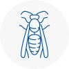Kington Wasp Nest Removal